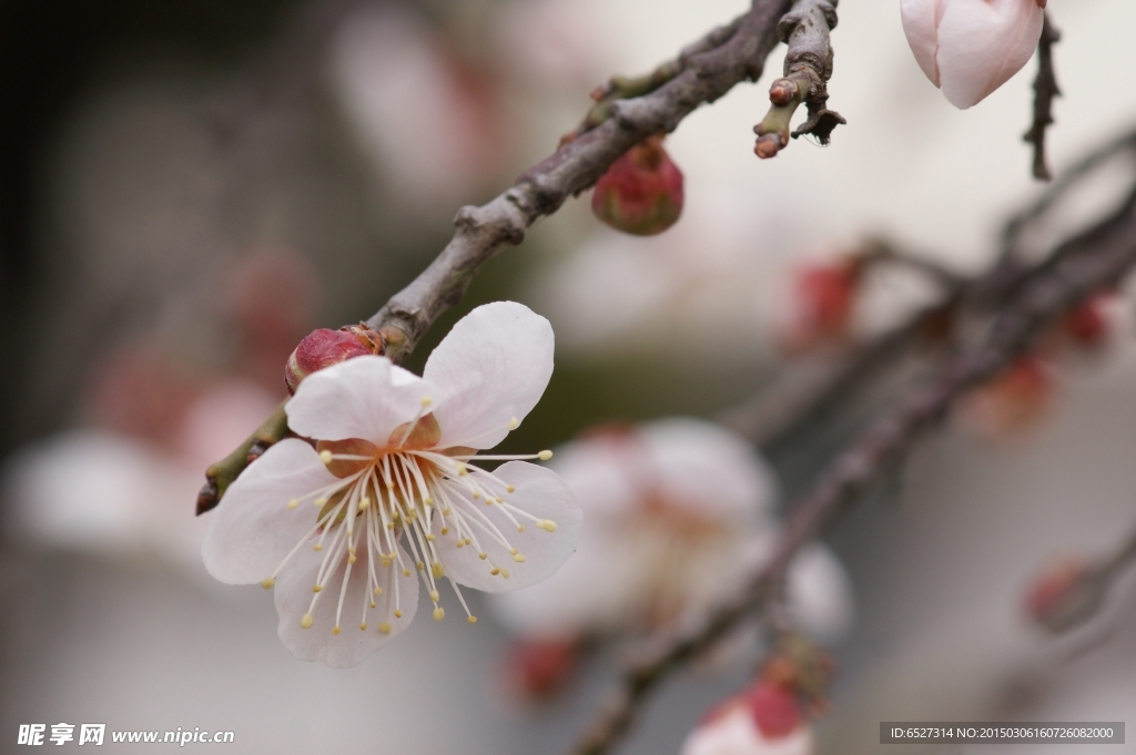 垂梅花