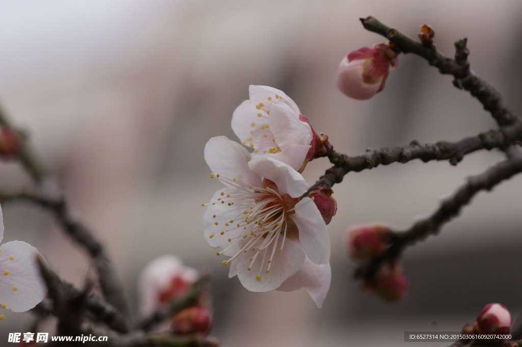 垂梅花