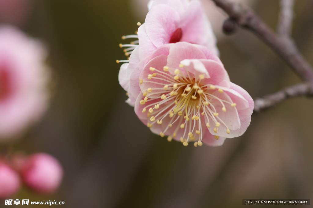 垂梅花