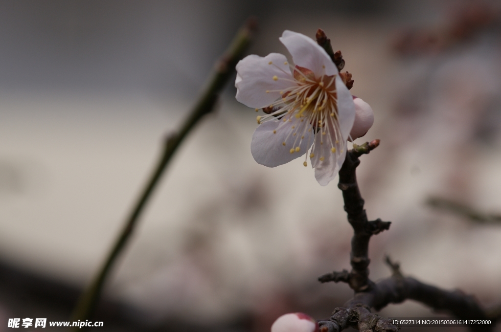 垂梅花