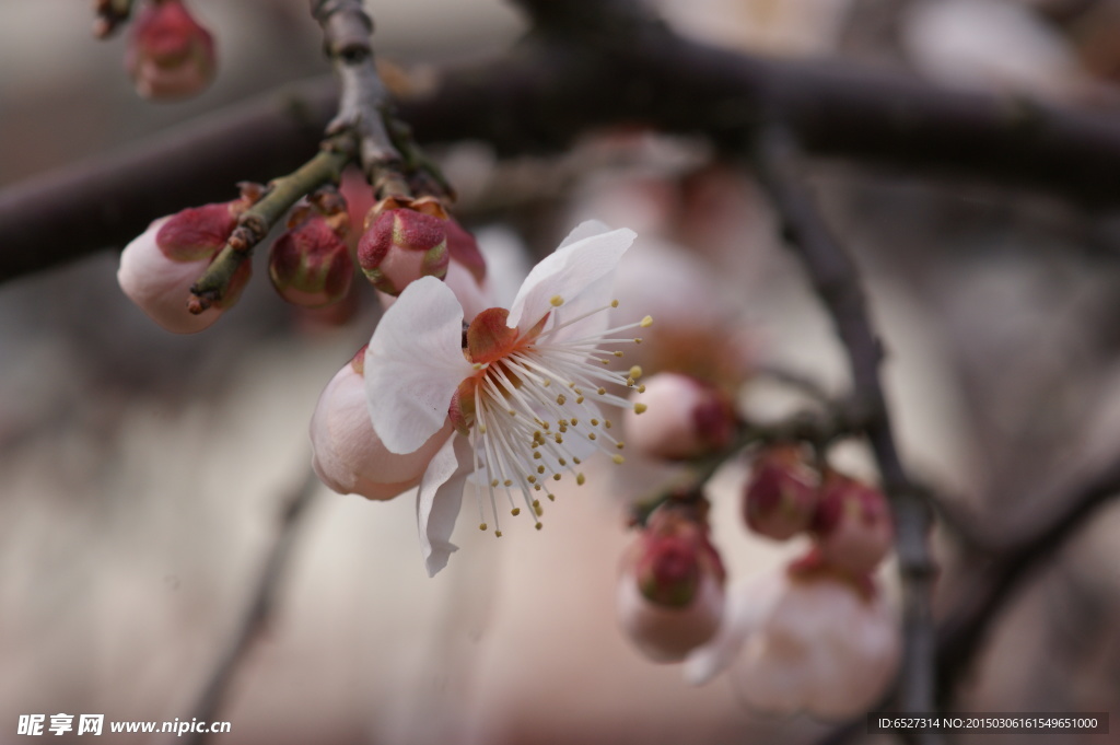 垂梅花