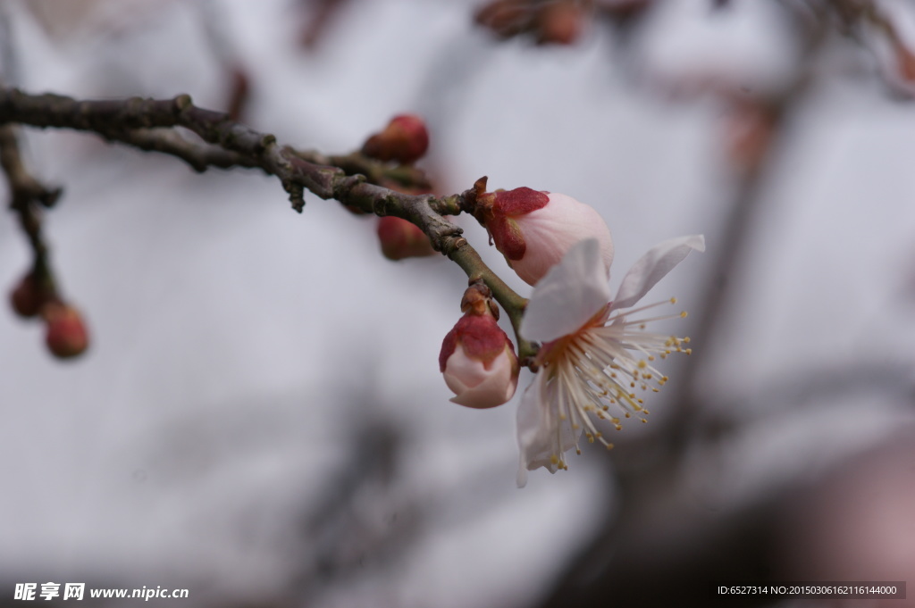 垂梅花