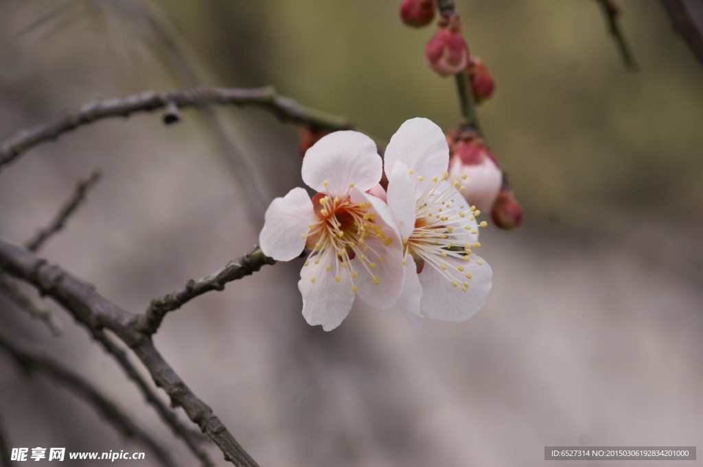 垂梅花