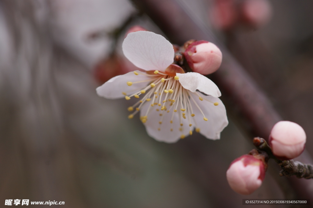 垂梅花