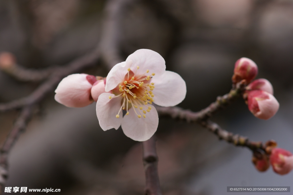 垂梅花