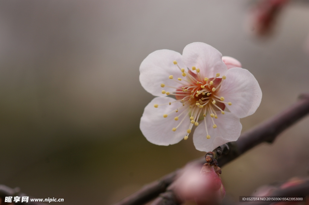 垂梅花