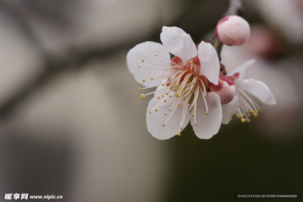 垂梅花