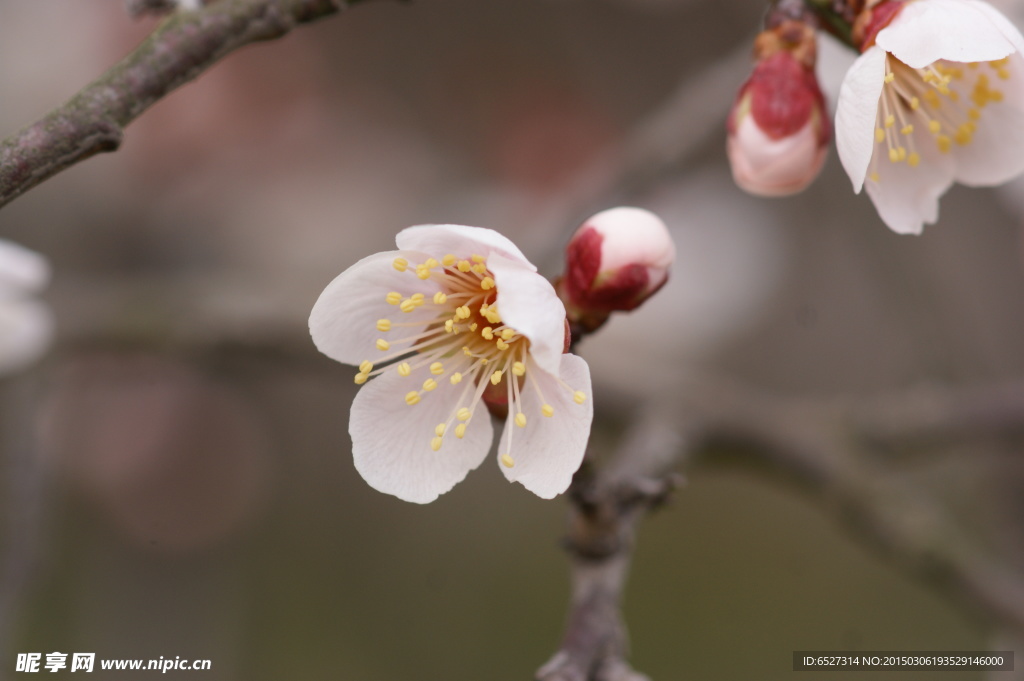 垂梅花