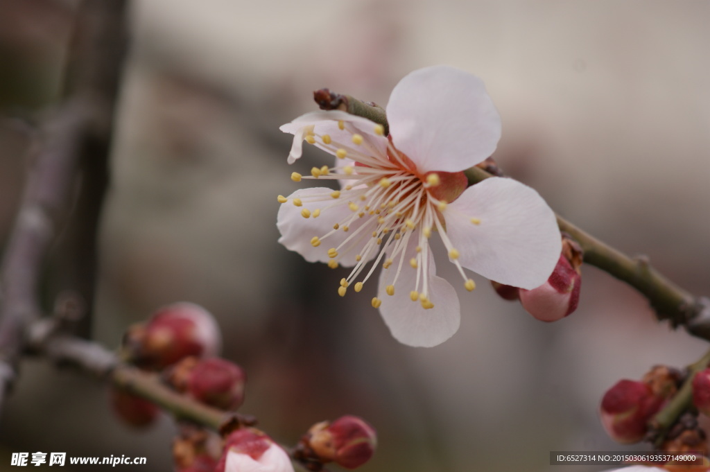垂梅花