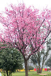 梅花树