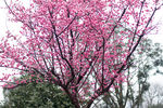 梅花树