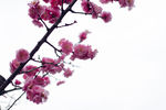 梅花