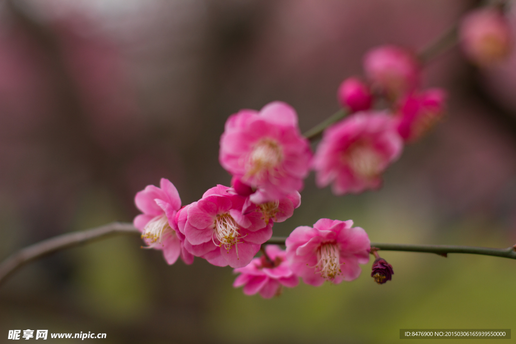 梅花