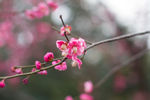 梅花