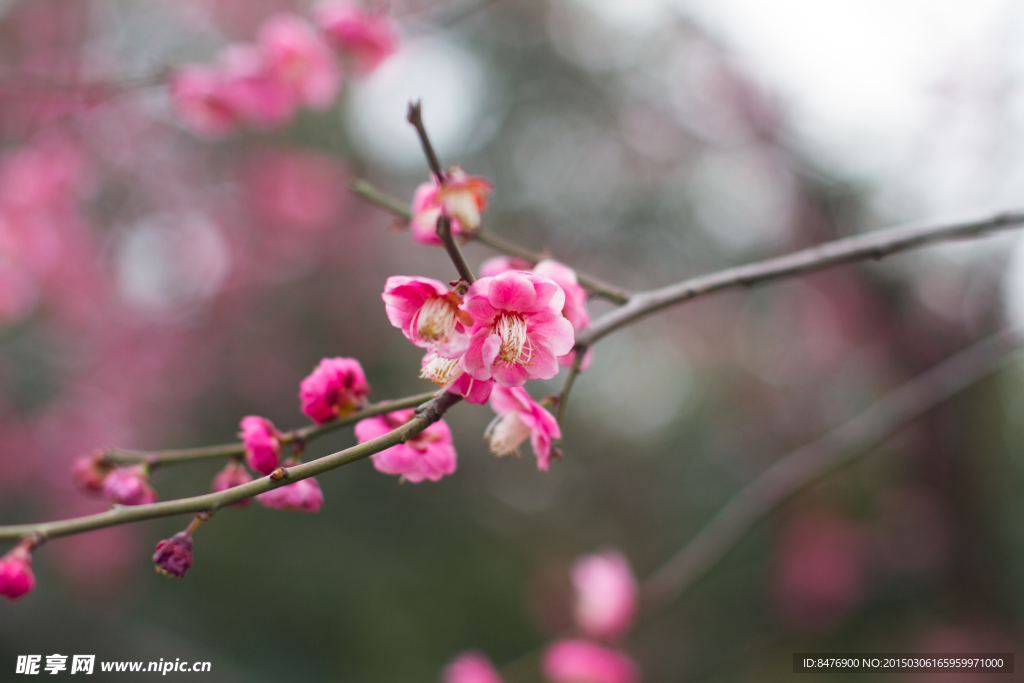 梅花