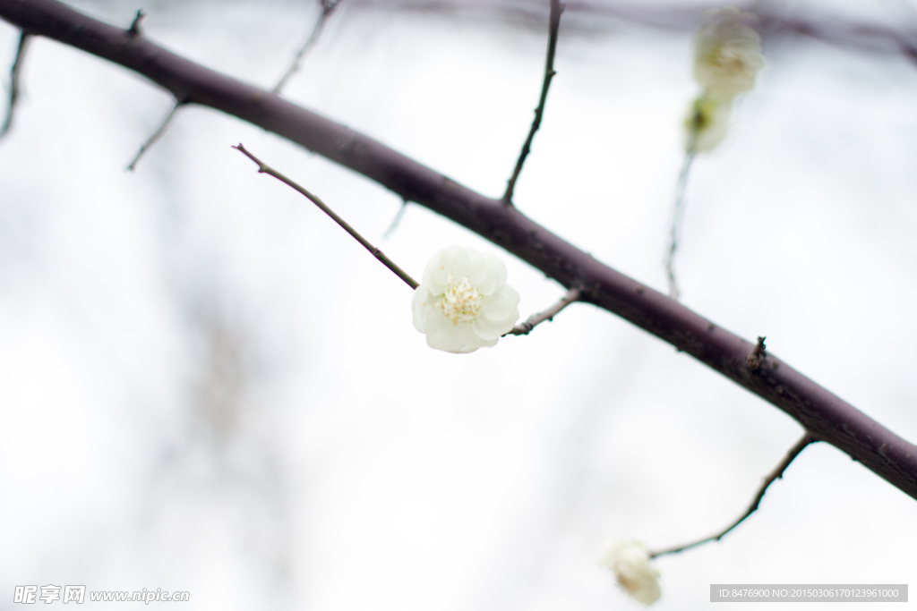 梅花