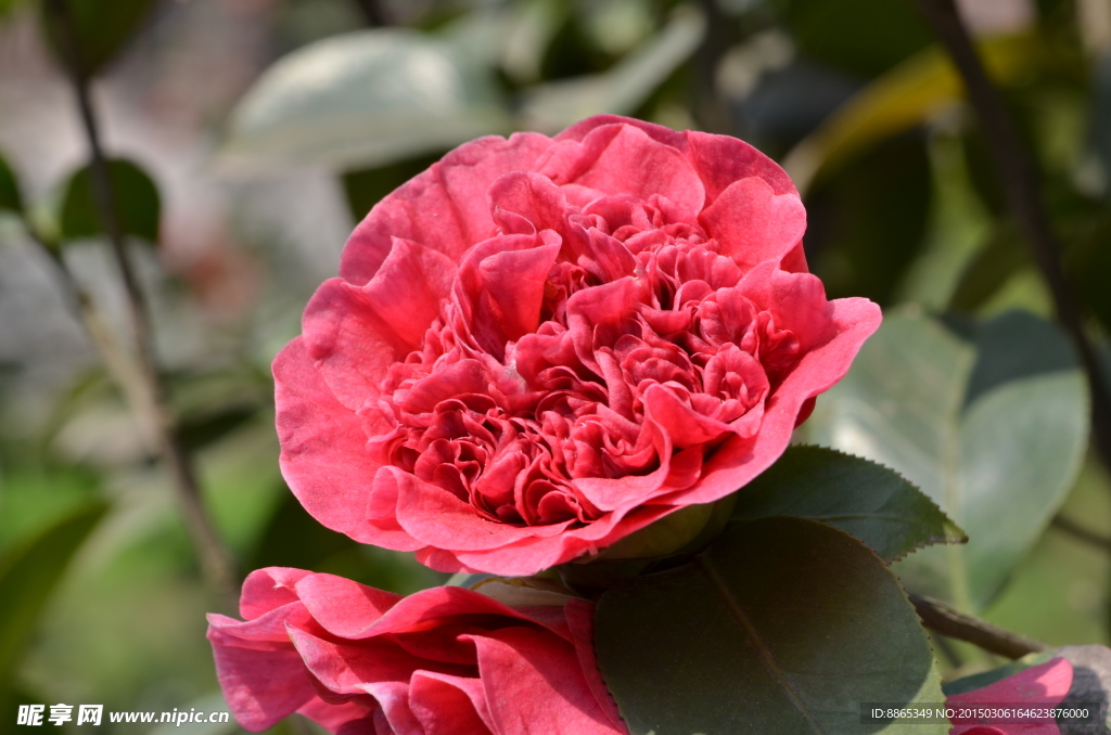 茶花