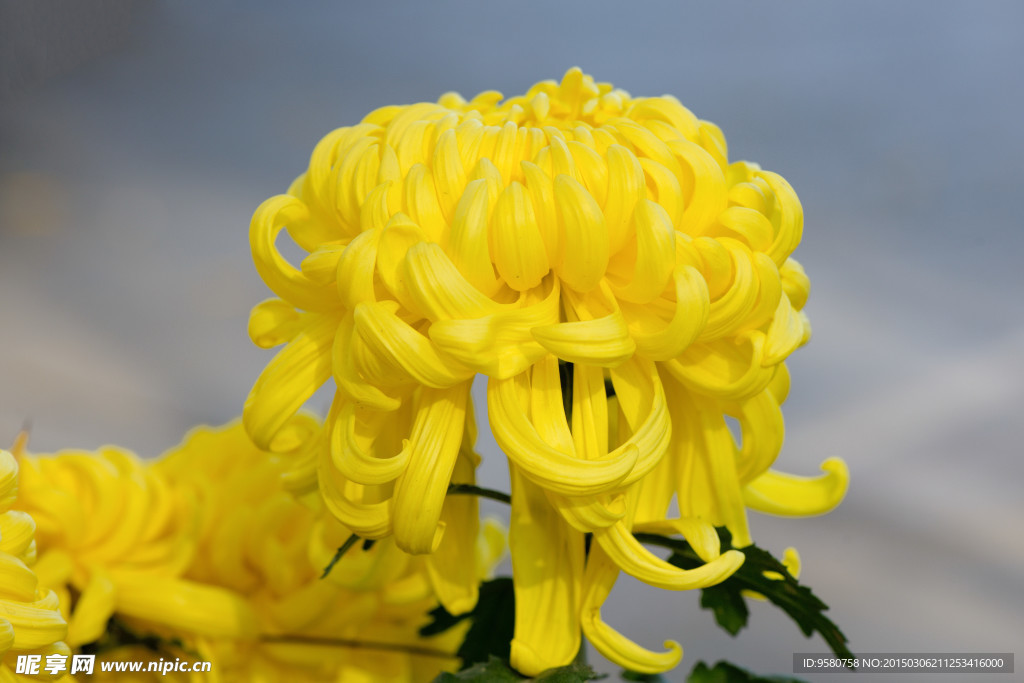 菊花