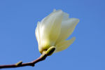 玉兰花