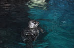 海底世界 海狮