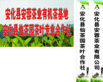 安茶茶业