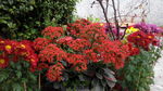 花花