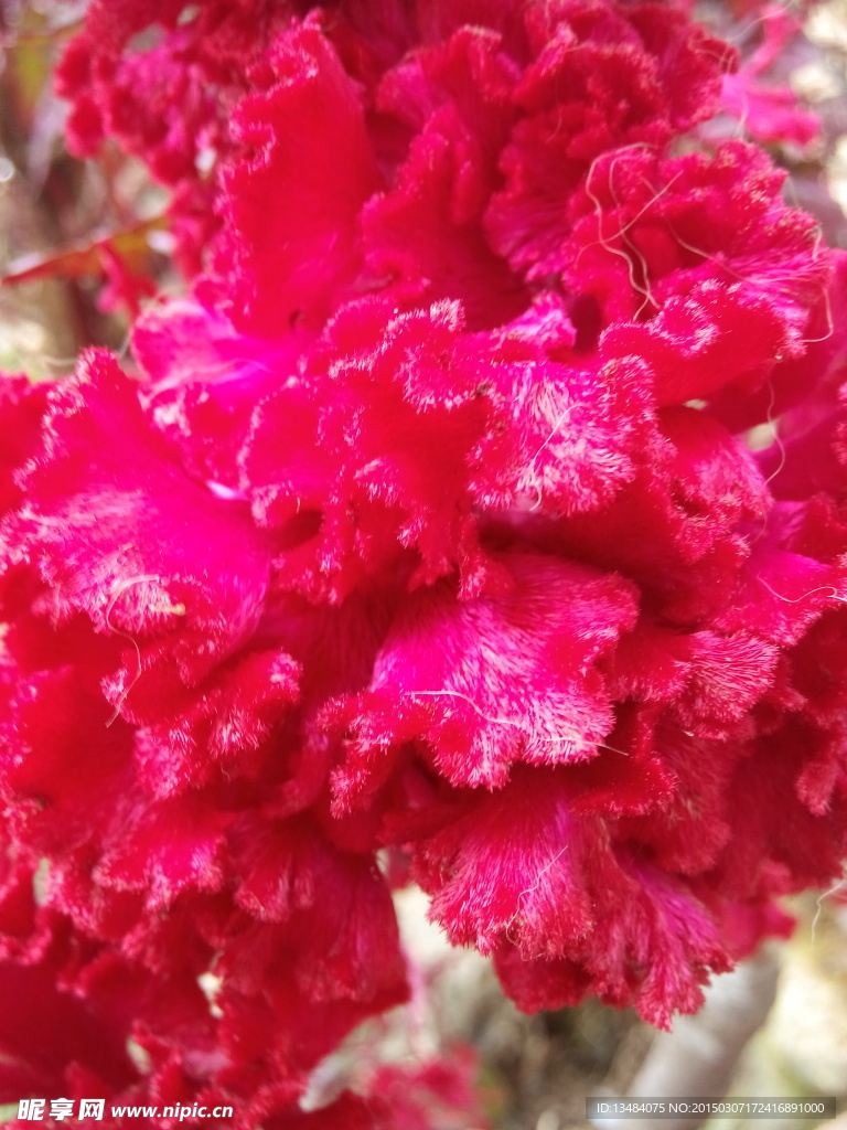 鸡冠花