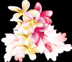 鸡蛋花