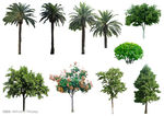 ps植物素材
