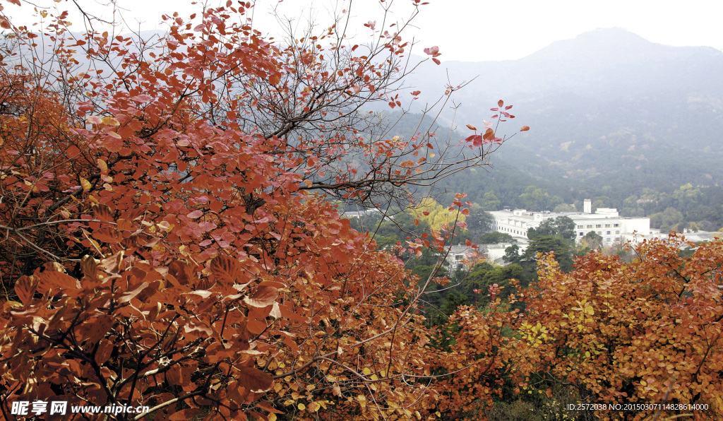 秋日红叶