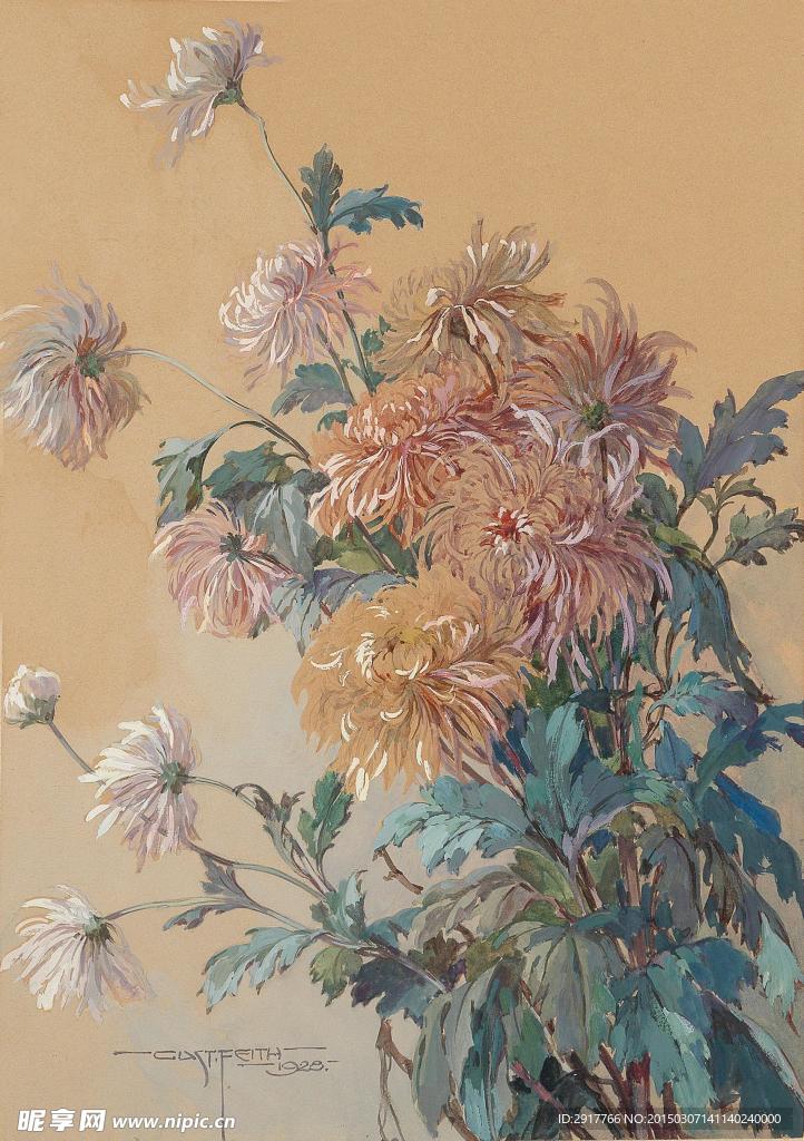 菊花