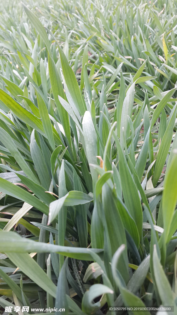麦苗