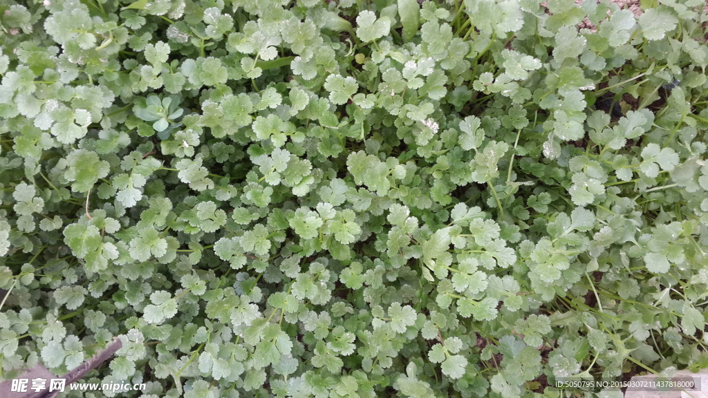 香菜