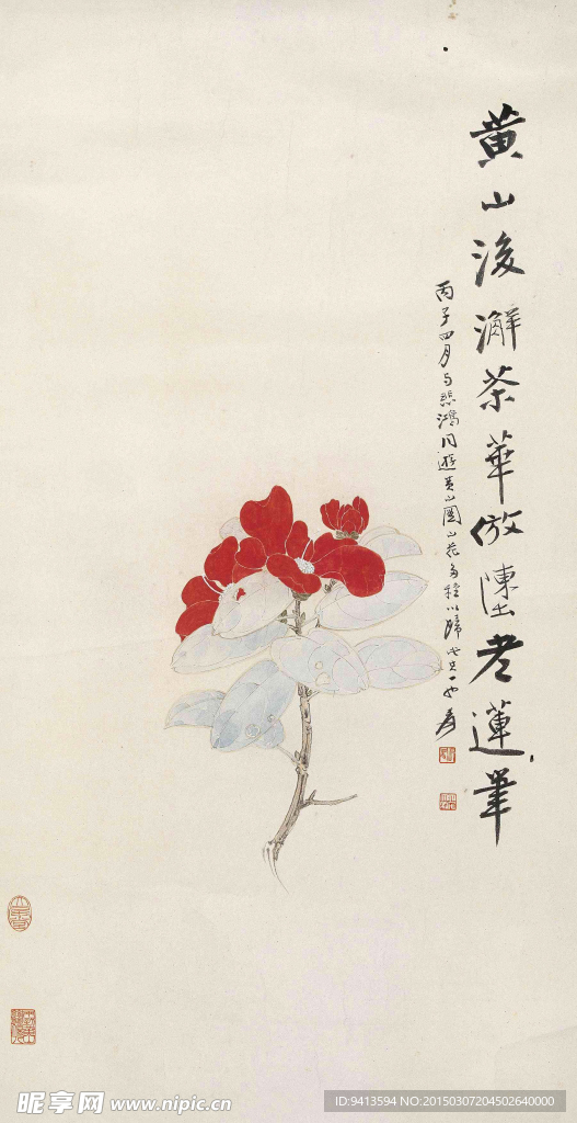 黄山山茶花