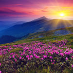 杜鹃花