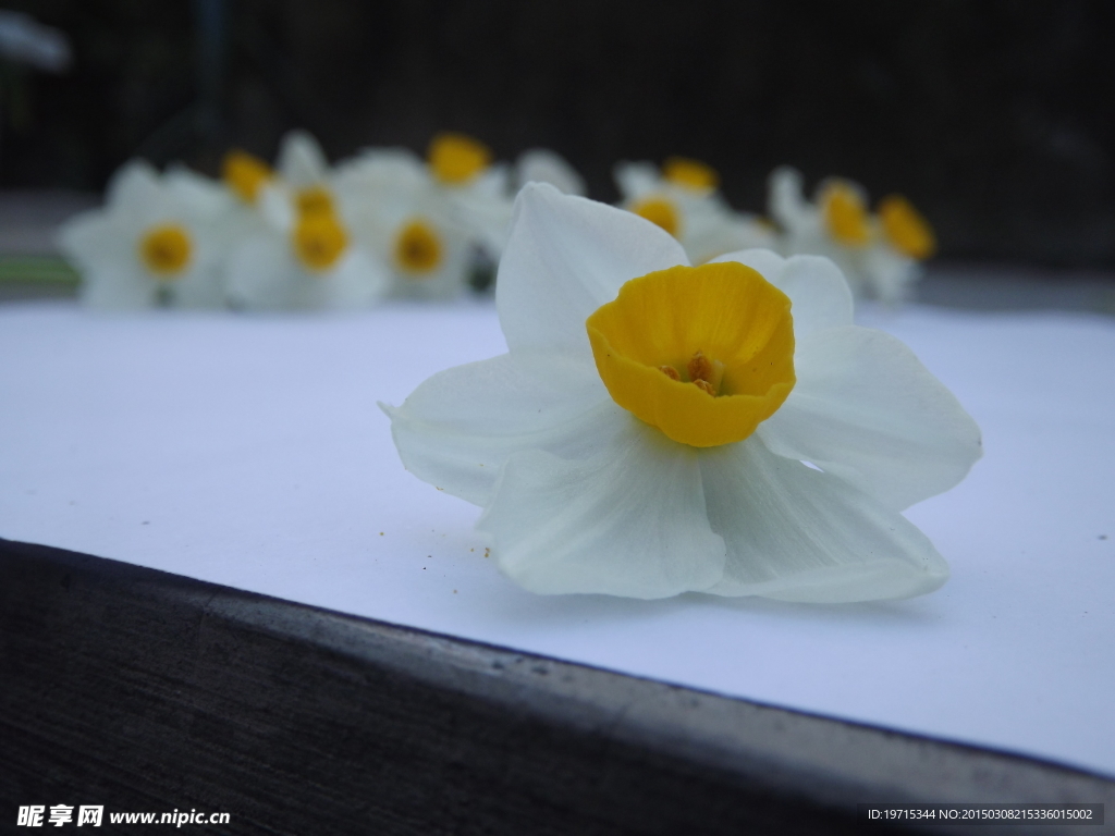 水仙花照片