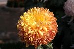 红菊花