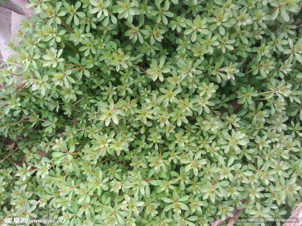 枯枝草丛