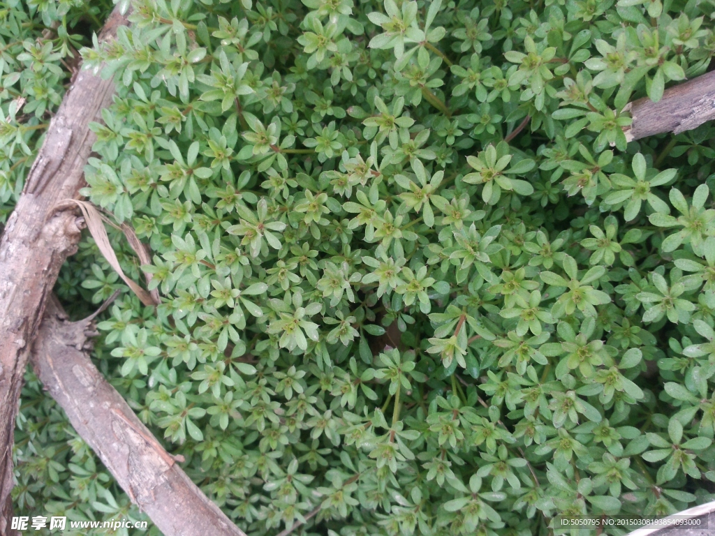 枯枝草丛