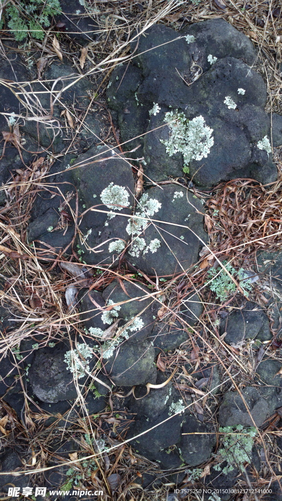 野外 苔藓