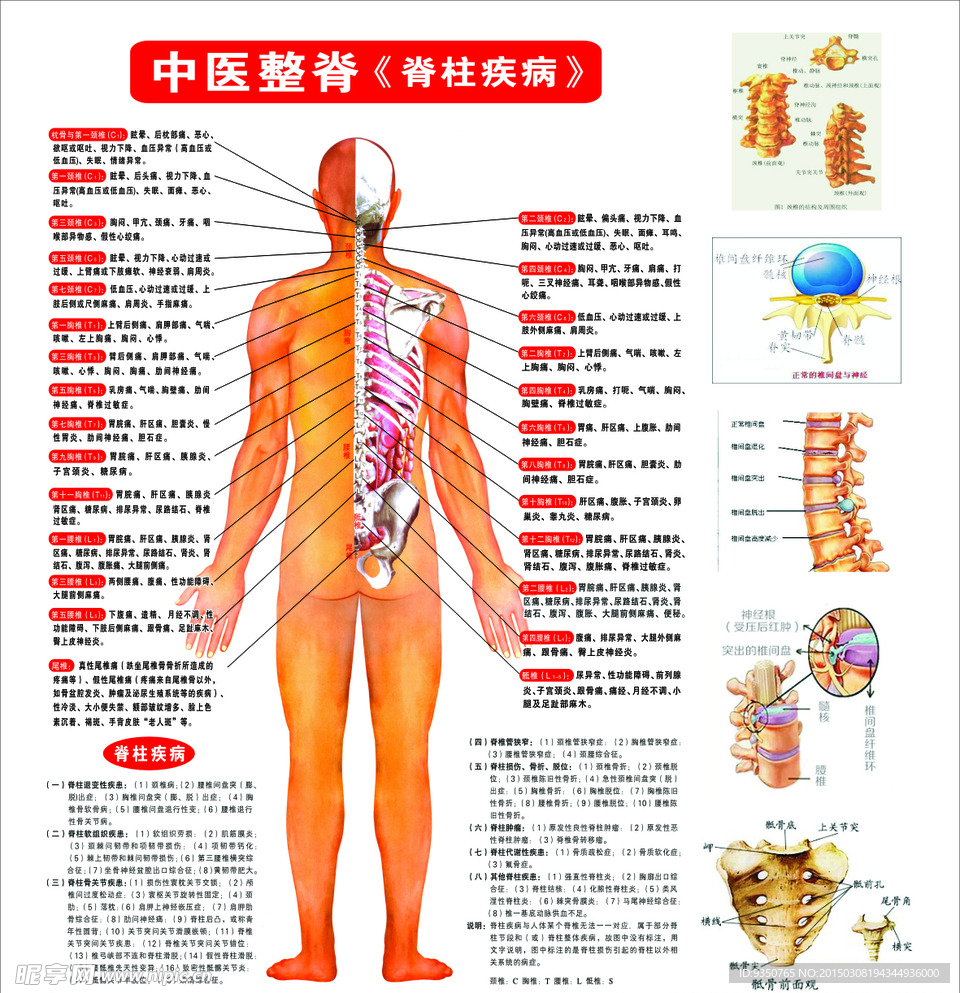 脊柱图