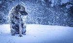 雪地狗