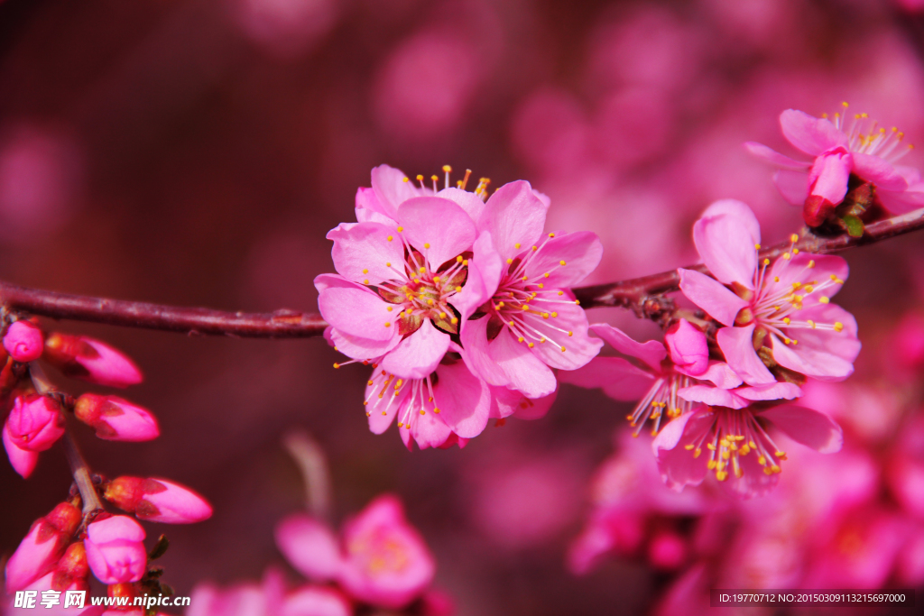 桃花