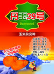 丹玉39号