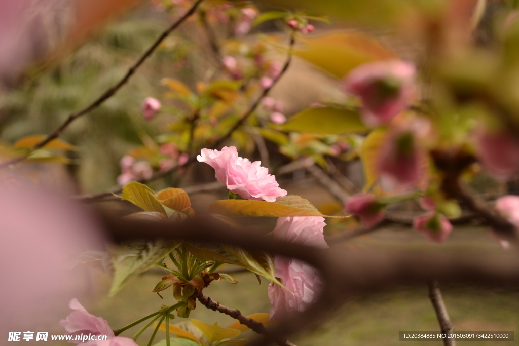 樱花