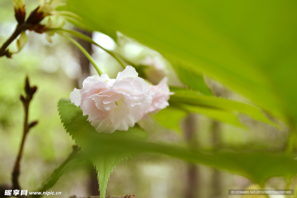 樱花