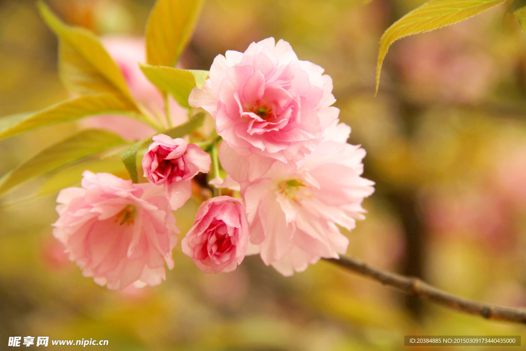 樱花