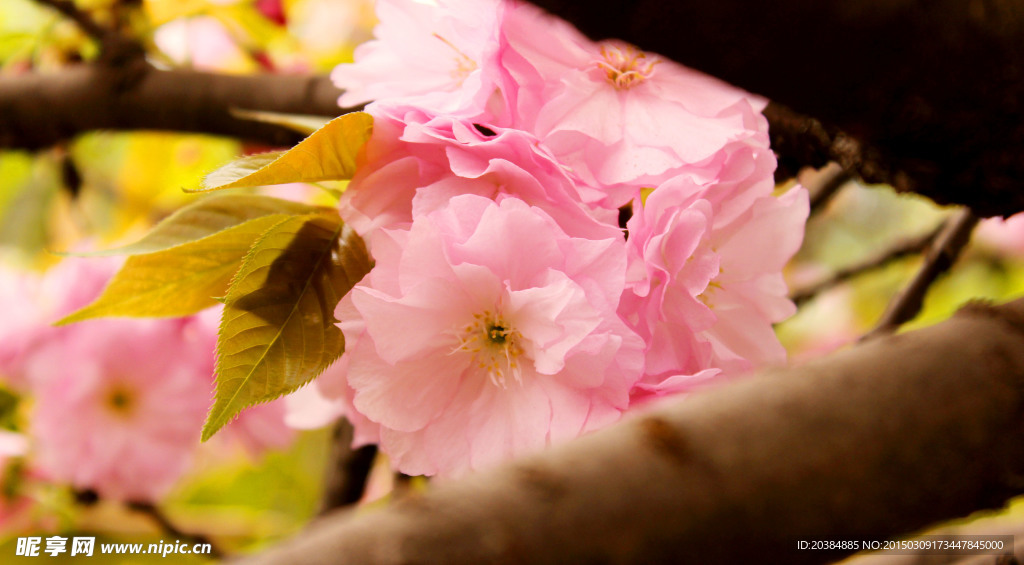 樱花