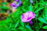 牵牛花