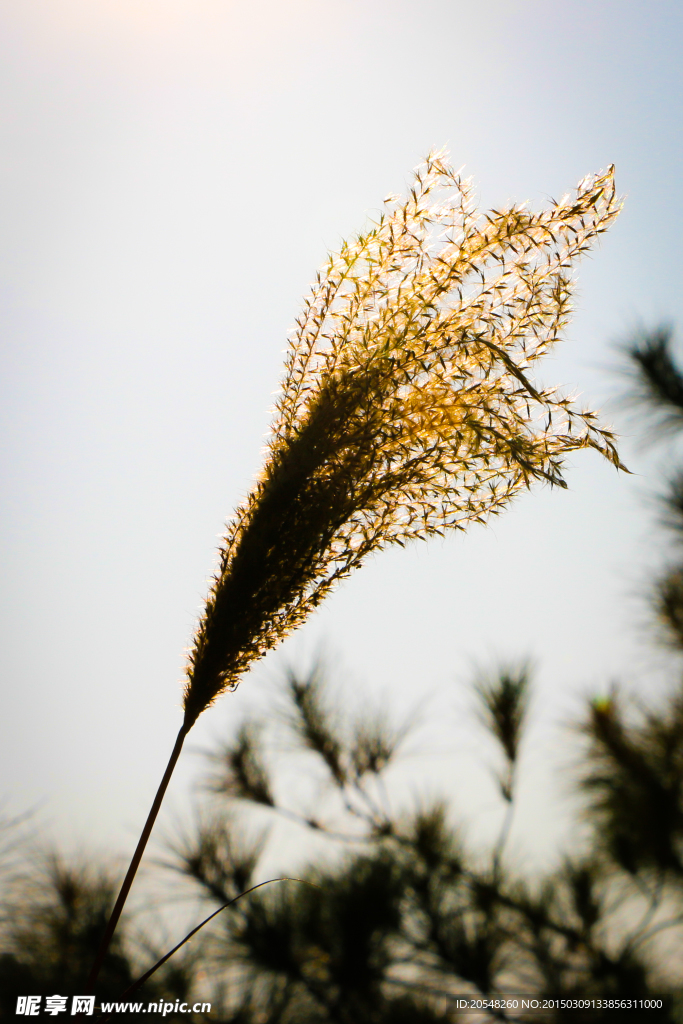 野草